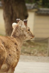 奈良　鹿・側面1