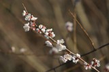 吉野・桜