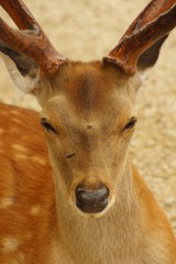 奈良の鹿・正面5
