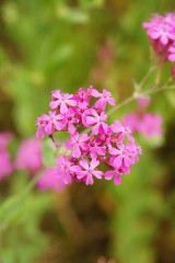 シレネ・コマチソウの花