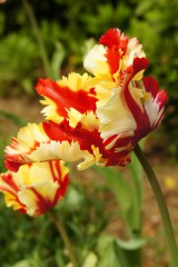 チューリップの花 赤と黄色