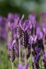 ラベンダーの花・複数1