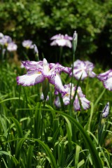 ショウブ 花・紫と白6