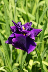 ショウブ 花・紫2