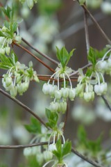 ドウダンツツジの花4