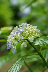 アジサイの花・青・薄紫2