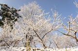 積雪した樹木1