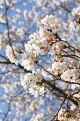 明日香村・石舞台の桜34