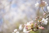 明日香村・石舞台の桜8