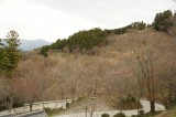 吉野・上千本の桜