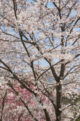 大阪・富田林市の桜