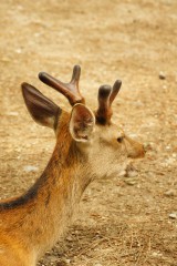 奈良の鹿・側面17