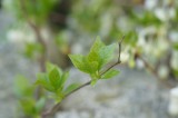 ドウダンツツジの花3