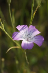 アグロステンマ（麦仙翁）の花・一輪1