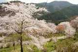 吉野・下千本の桜（4/15）