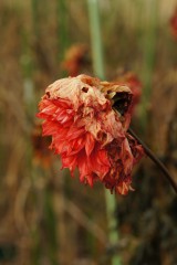 枯れ始めたダリアの花