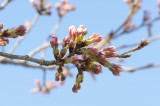 吉野・桜のつぼみ