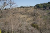 吉野・中千本の桜