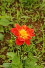 ダリアの花・赤と黄