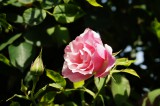 バラの花（万博公園）・ピンク5