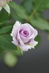 バラの花・薄紫2