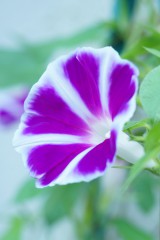 アサガオ 花・白と紫 ナナメ