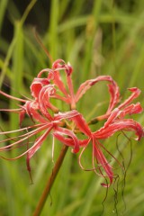 枯れた彼岸花・曼珠沙華