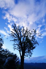 木と青空（青強調）