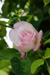 バラの花（万博公園）・ピンク1