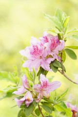 つつじの花・ピンク