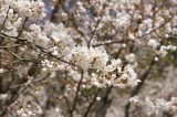 明日香村・石舞台の桜4