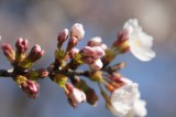 明日香村・石舞台の桜24