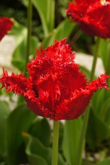 チューリップの花 赤3