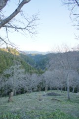 吉野・中千本の桜