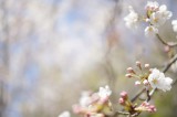 明日香村・石舞台の桜6