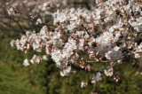 明日香村・石舞台の桜18