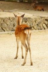 奈良の鹿・背面