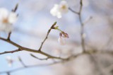 明日香村・石舞台の桜7