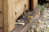 巣箱を出入りするハチ