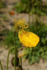 枯れたポピーの花 黄色