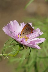 チョウが乗っているコスモスの花 アップ