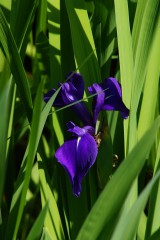カキツバタの花・紫1