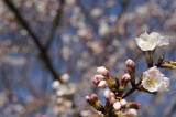 明日香村・石舞台の桜25