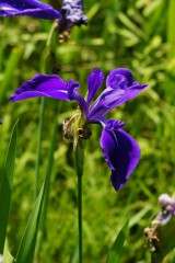 カキツバタの花・紫3