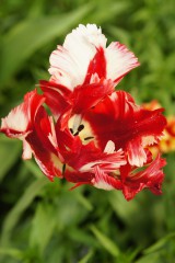 チューリップの花 赤と白2