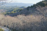 吉野・上千本の桜