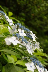 アジサイの花・青・薄紫18