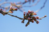 吉野・桜のつぼみ