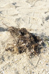 砂浜に漂着したゴミ