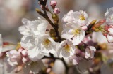 明日香村・石舞台の桜13